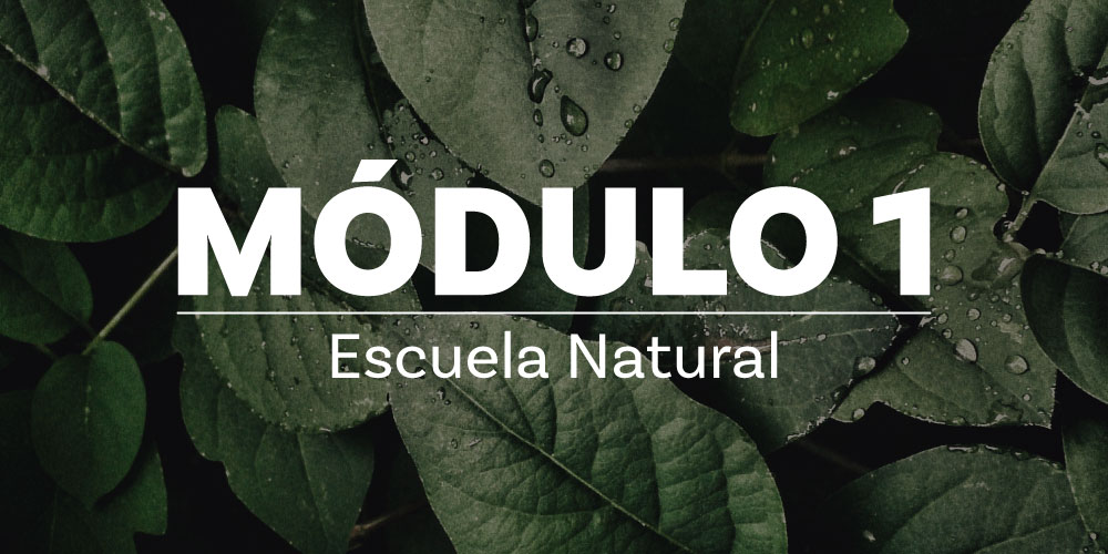 miniaturas escuela aliados1 SeerSaludable